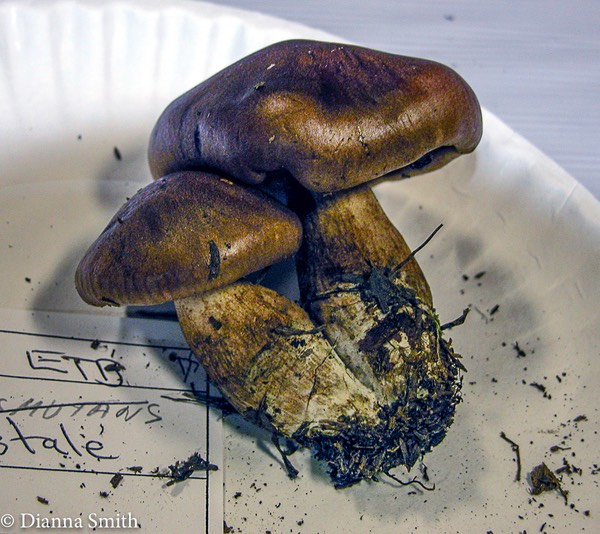 Tricholoma ustale7688