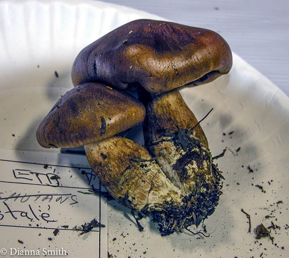 Tricholoma ustale7688