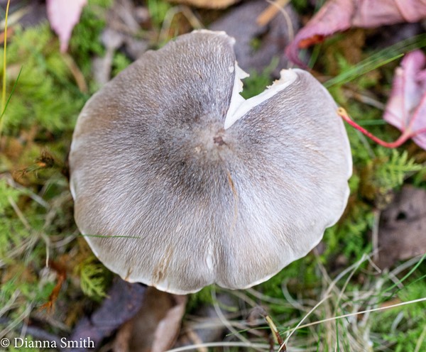 Tricholoma virgatum 08179