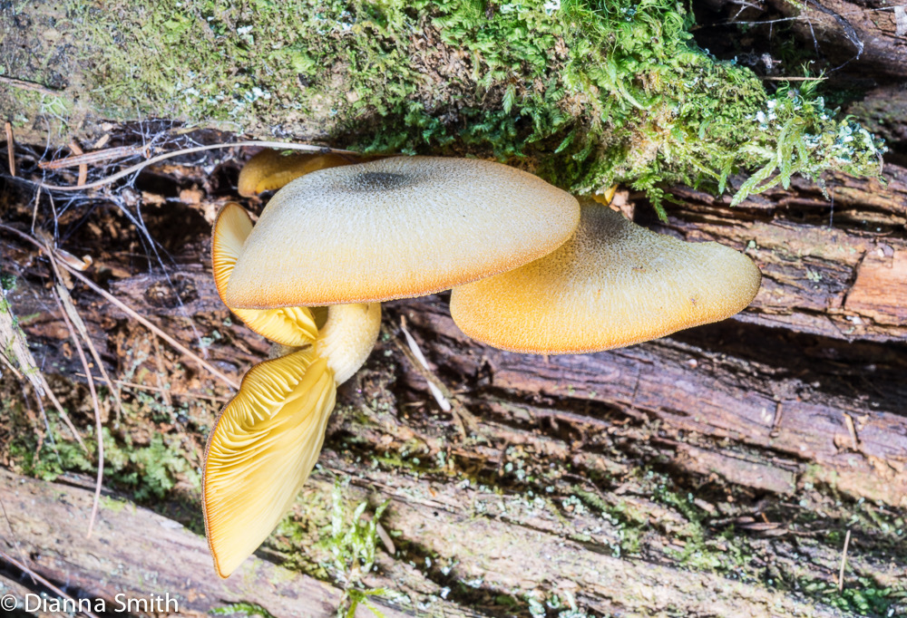 Tricholomopsis decora 04114