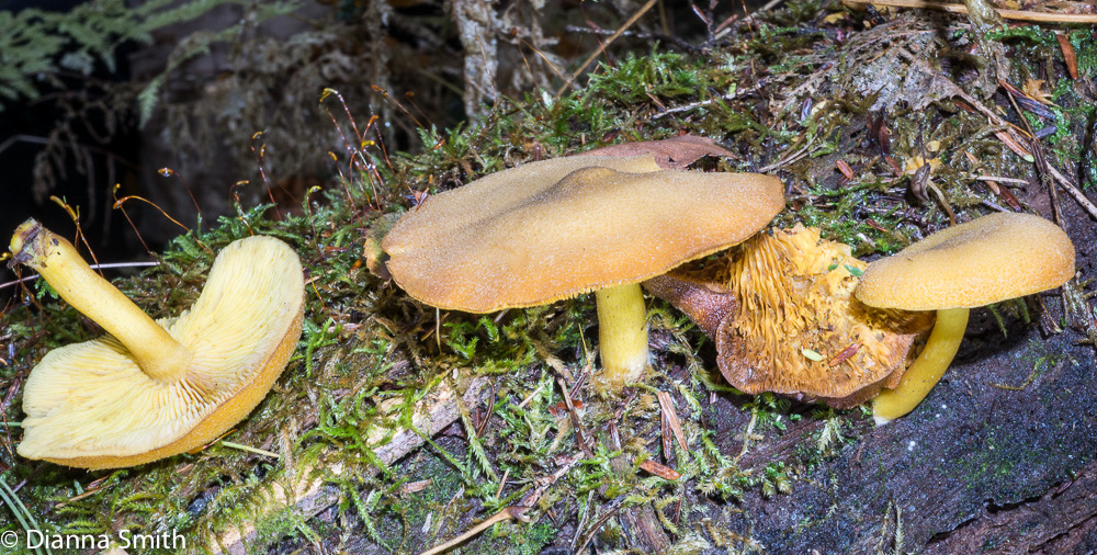 Tricholomopsis decora 06171