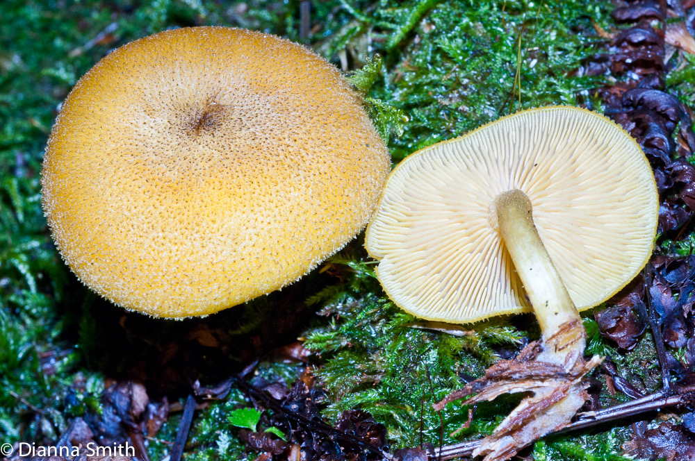 Tricholomopsis decora02706