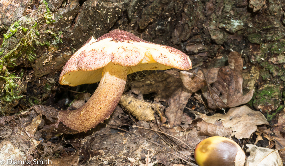 Tricholomopsis rutilans 05637