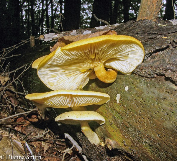 Tricholomopsis sulphureoides3493