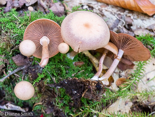 Tubaria confragosa 08109