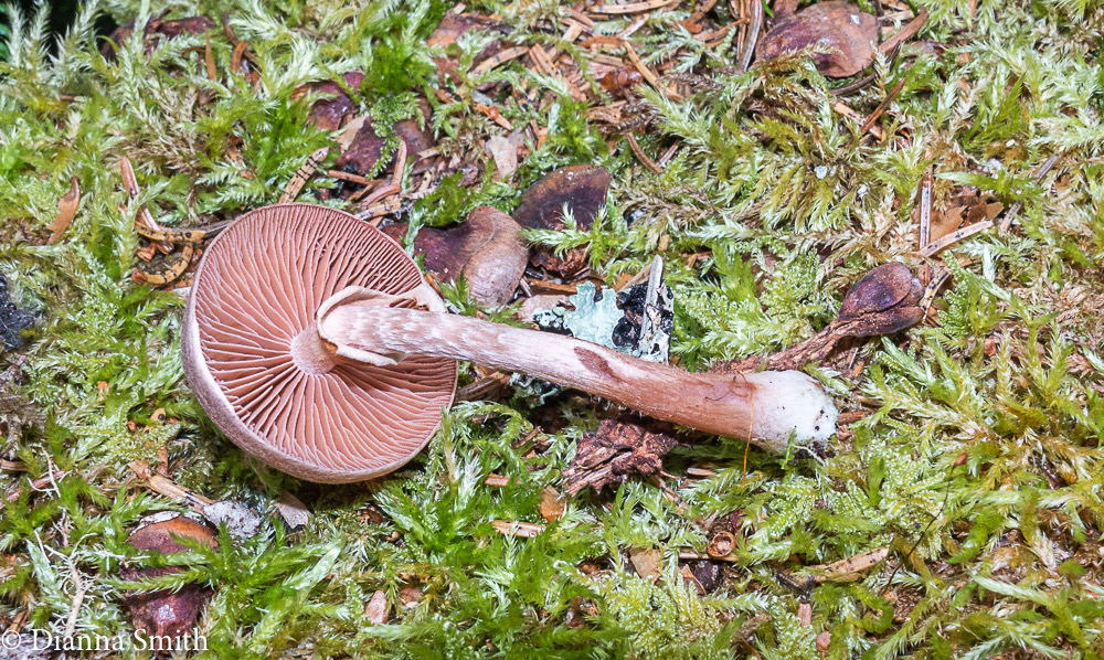 Tubaria confragosa 03597