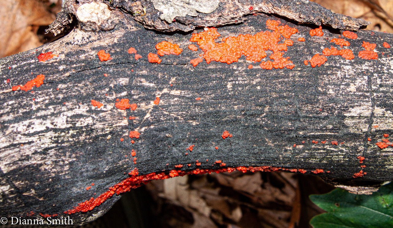 Tulasnella aurantiaca  3276