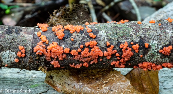 Tulasnella aurantiaca 05121
