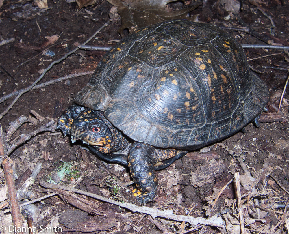 Turtle eating Russula3213