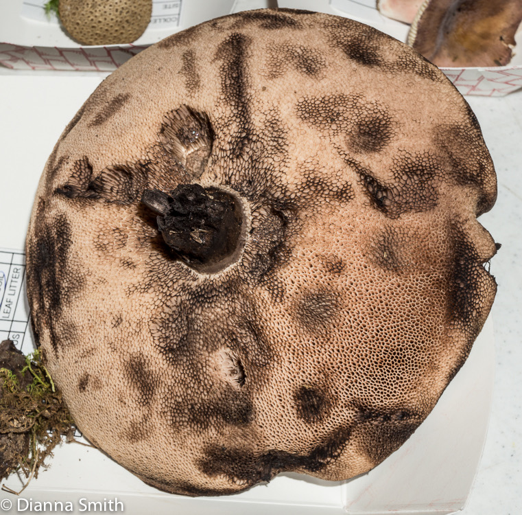 Tylopilus alboater02701