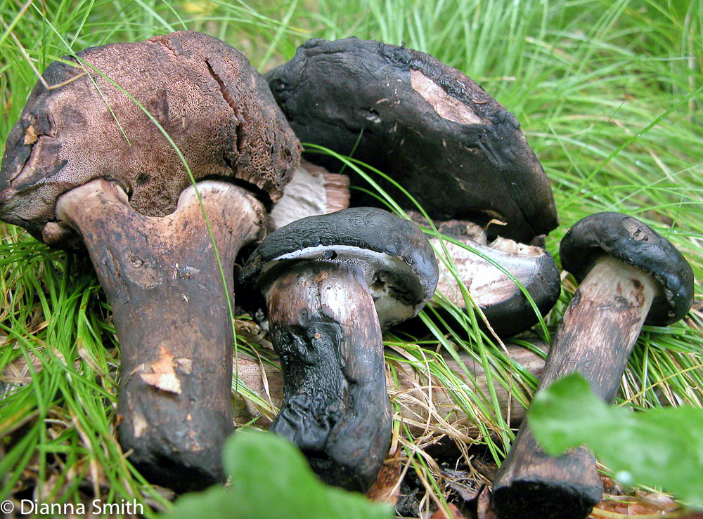 Tylopilus alboater5330