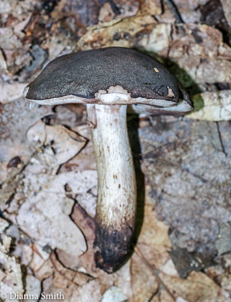 Tylopilus atronicotianus 00838