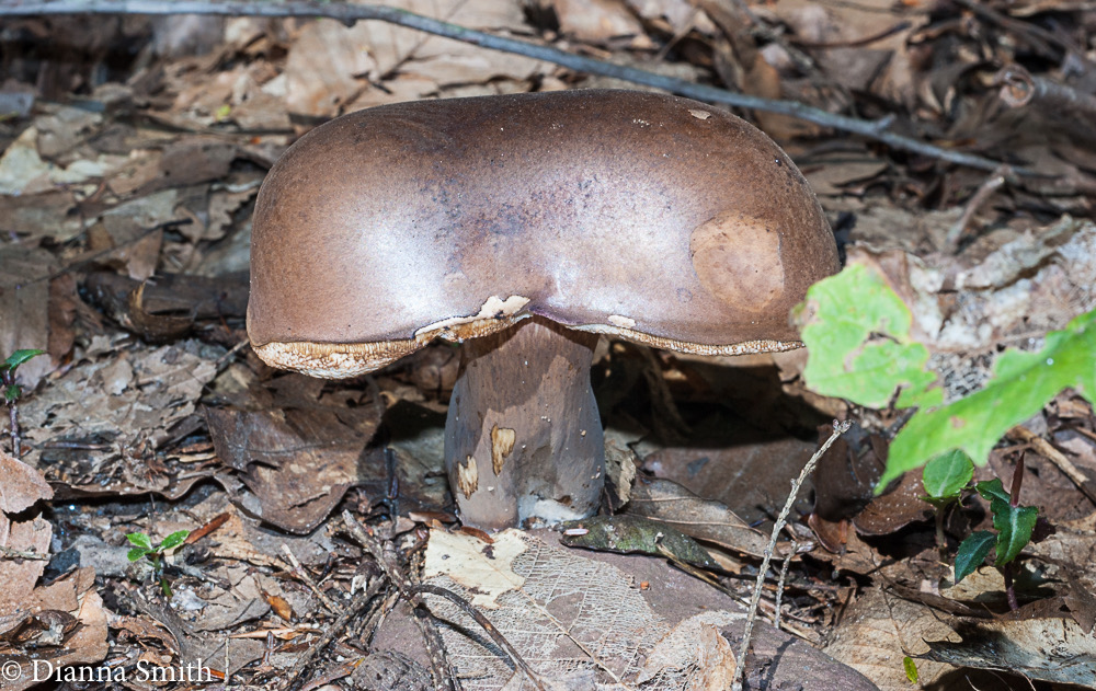 Tylopilus badiceps 02842