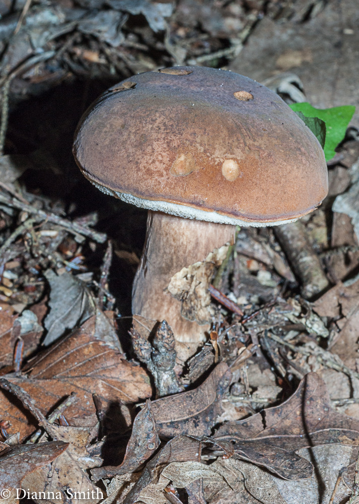 Tylopilus badiceps 02885