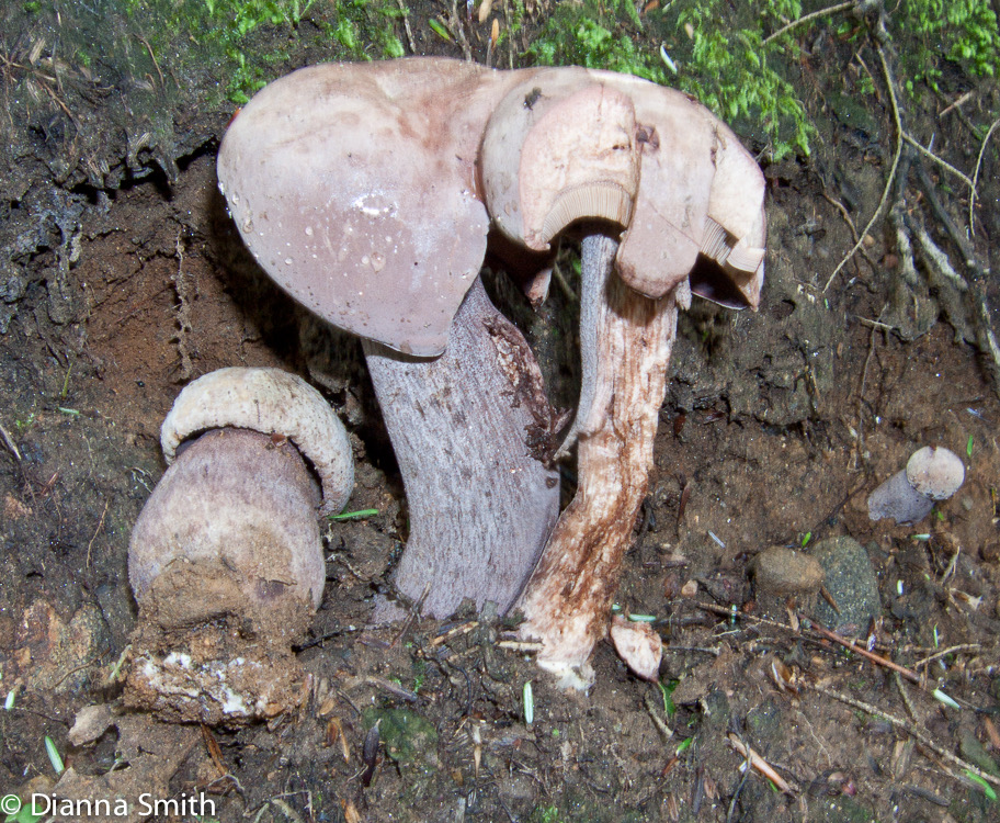 Sutorius eximius (Tylopilus eximius)2709