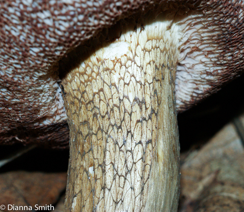 Tylopilus felleus00218
