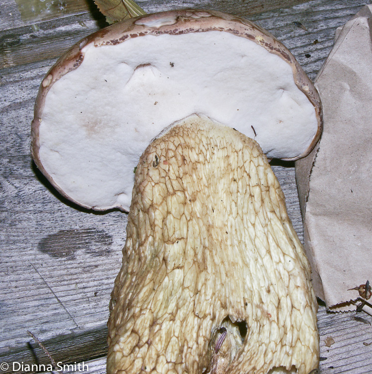Tylopilus felleus3361-2