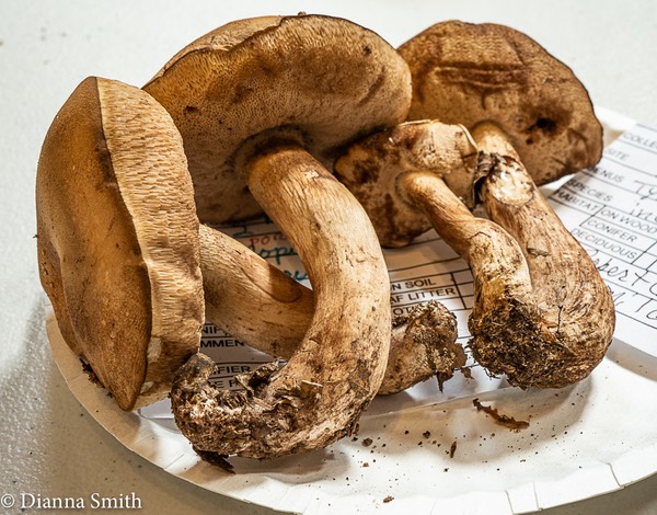 Tylopilus indecisus 02571
