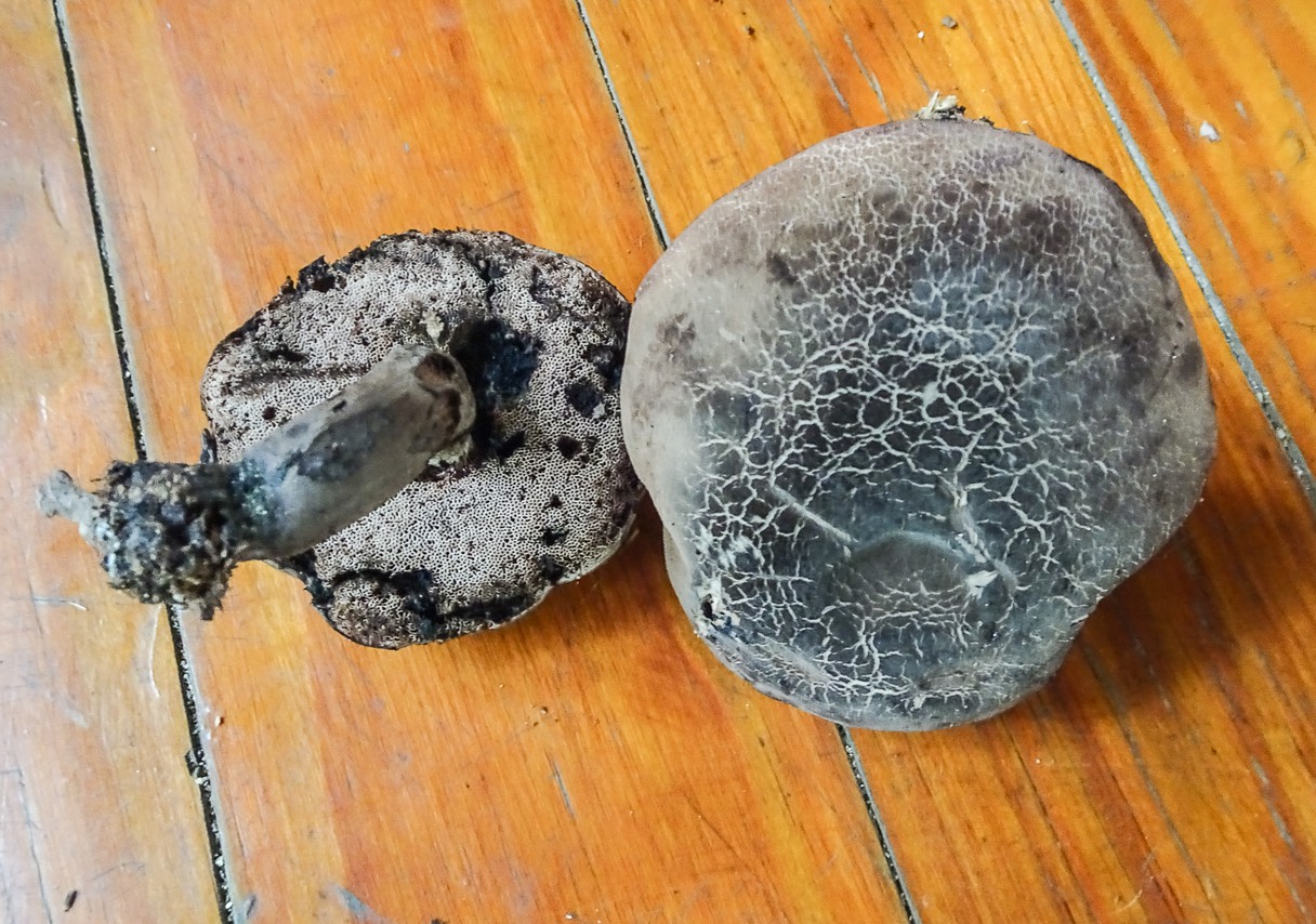 Tylopilus sordidus 07859
