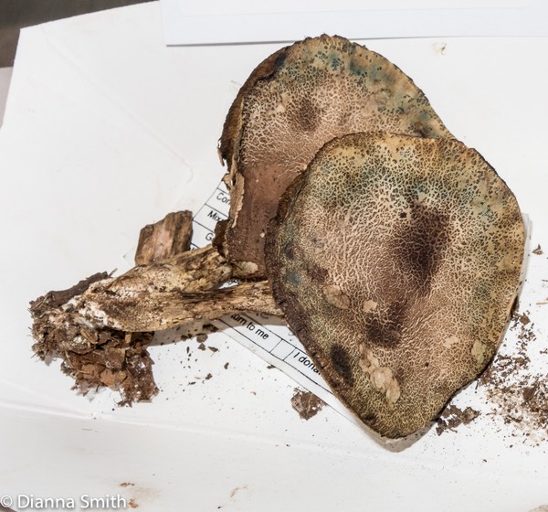 Tylopilus sordidus 3261