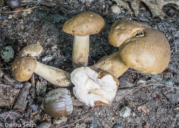Tylopilus unidentified 03560