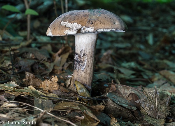 Tylopilus variobrunneus 01153