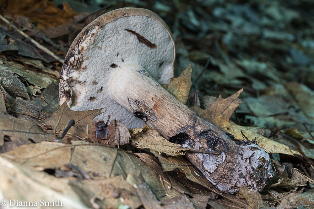 Tylopilus variobrunneus  01159