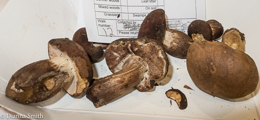 Tylopilus variobrunneus 3453
