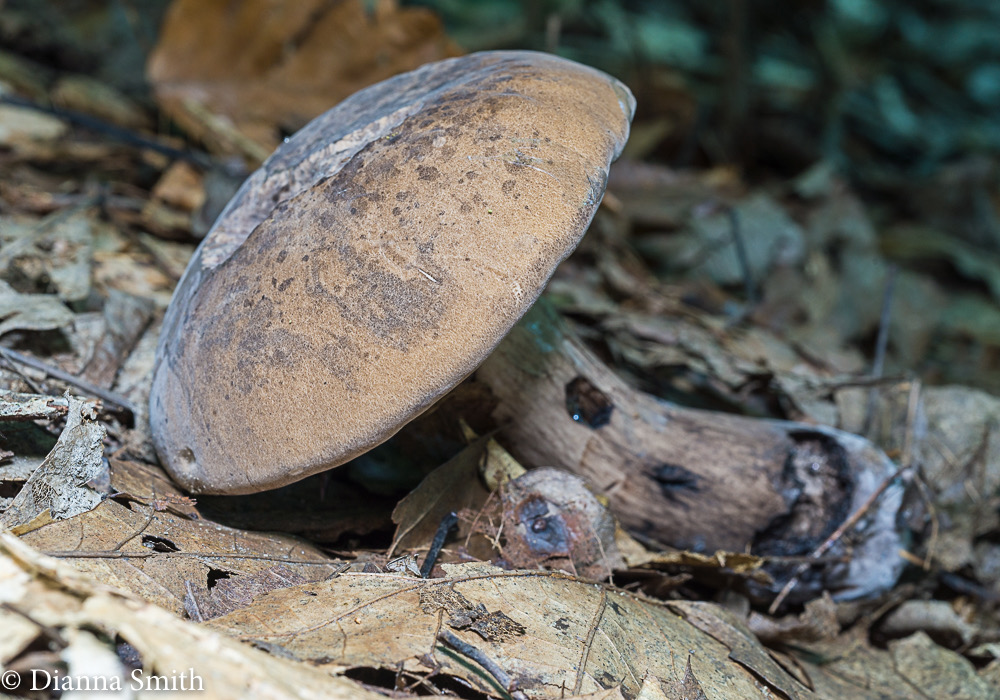 Tylopilus variobrunneus 01157