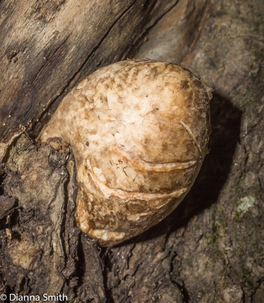 Volvaria bombycina04501