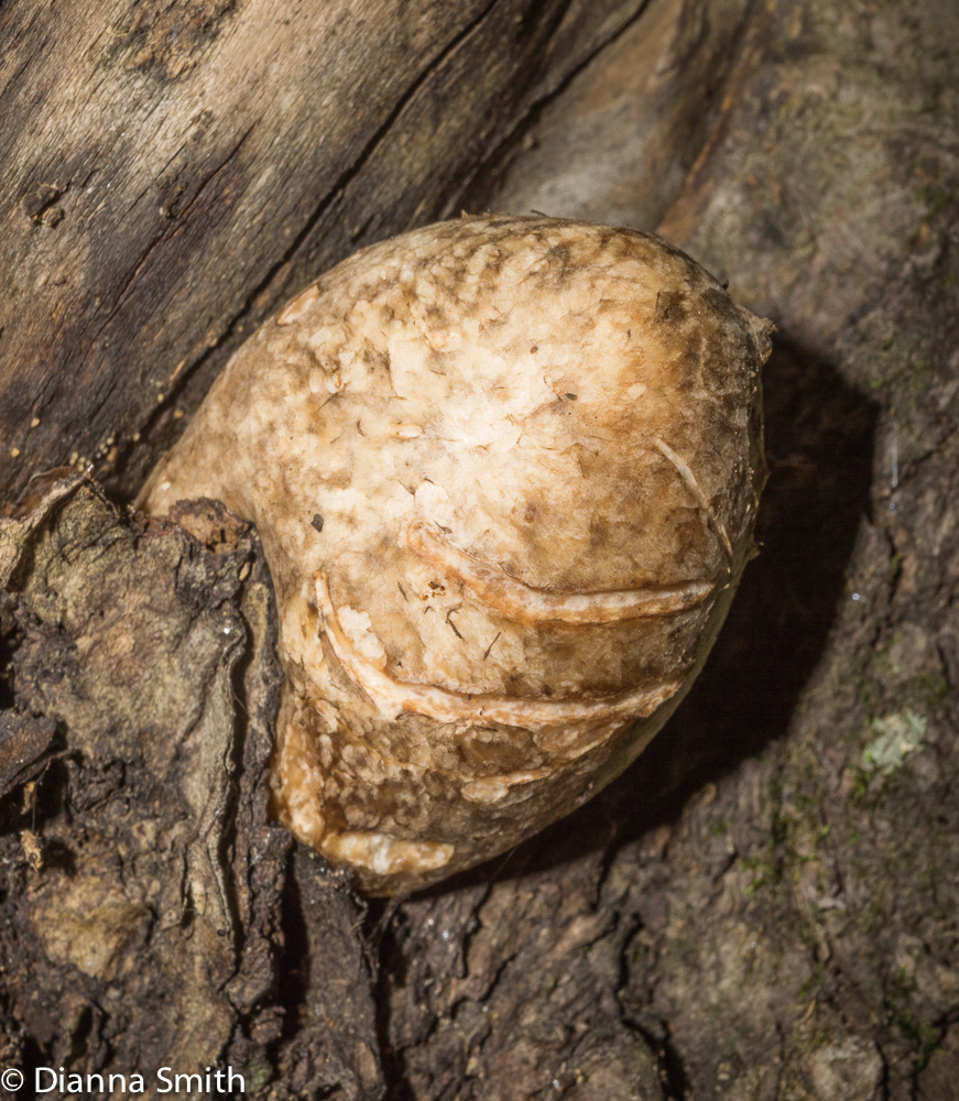 Volvaria bombycina04501