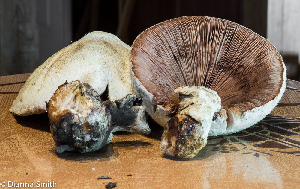 Volvariella bombycina00224