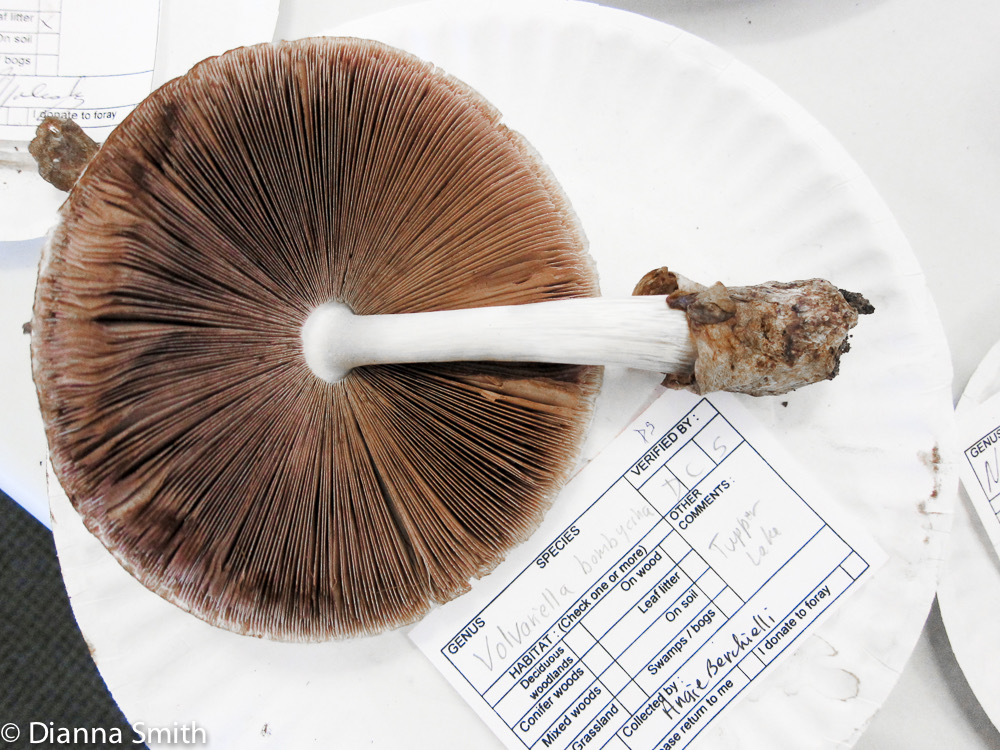 Volvariella bombycina 2655