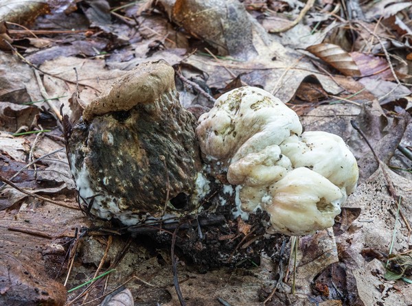 Wolfoporia extensa 1007