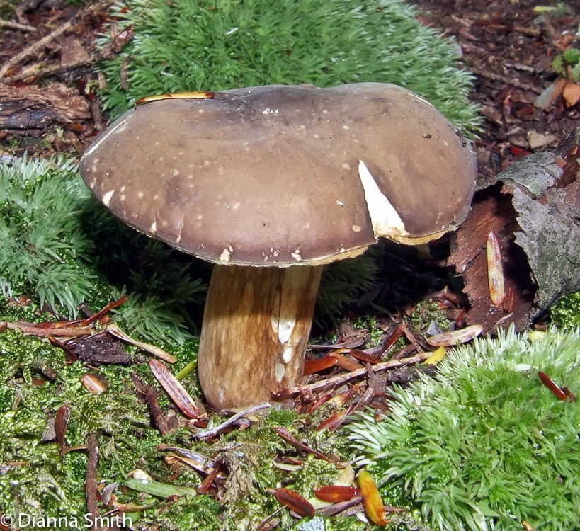 Xanthoconium affine var. affine5456