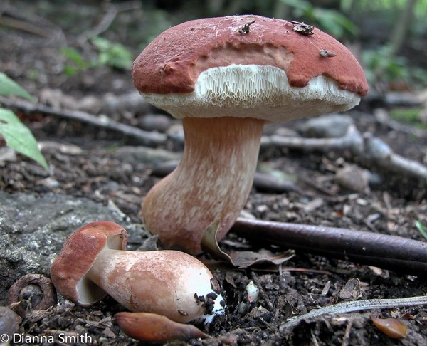 Xanthoconium purpureum 6199