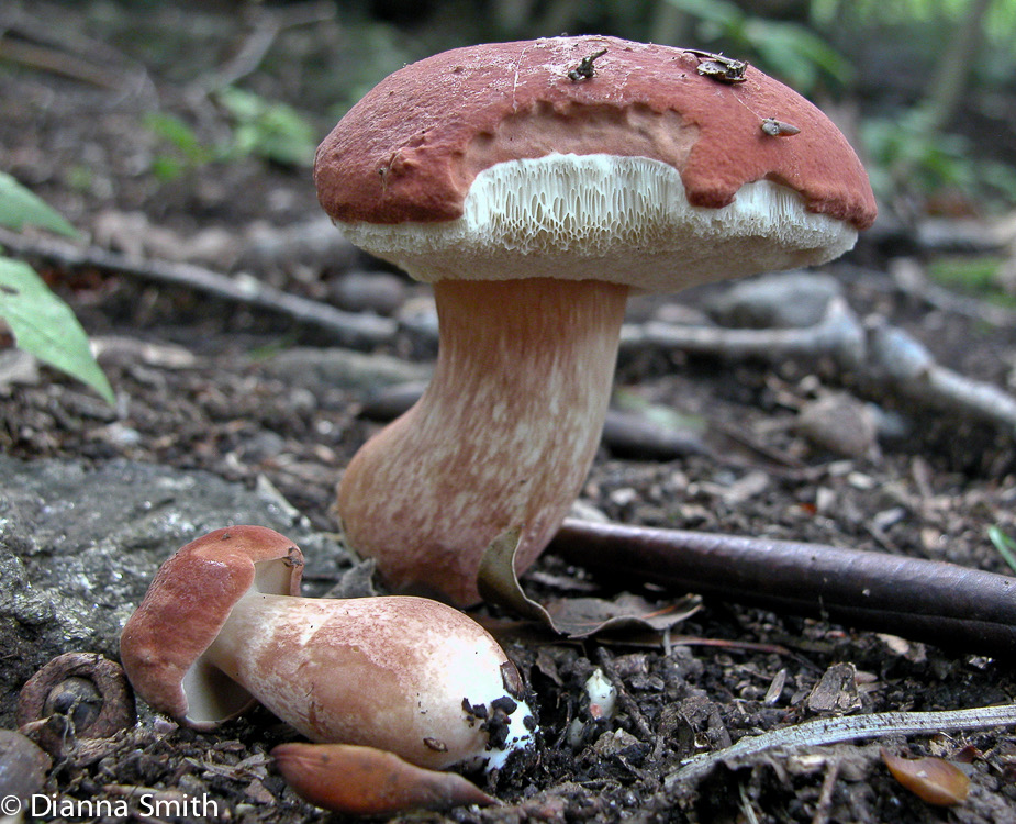 Xanthoconium purpureum 6199