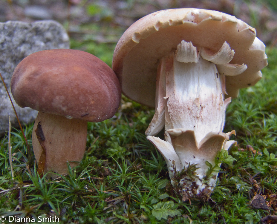 Xanthoconium purpureum2637