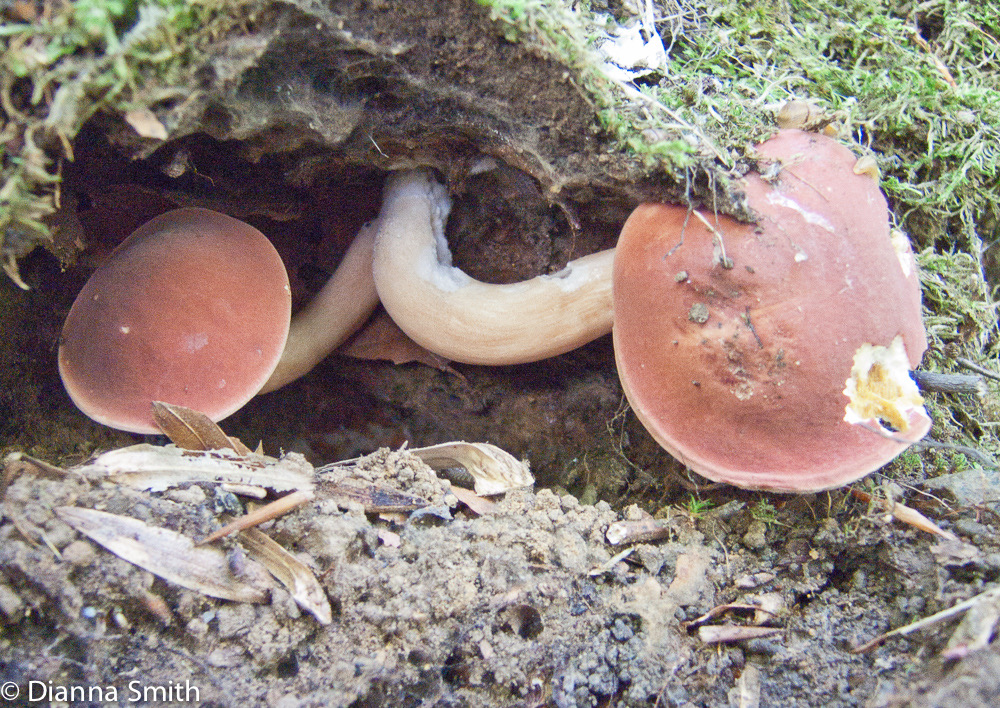 Xanthoconium purpureum2743