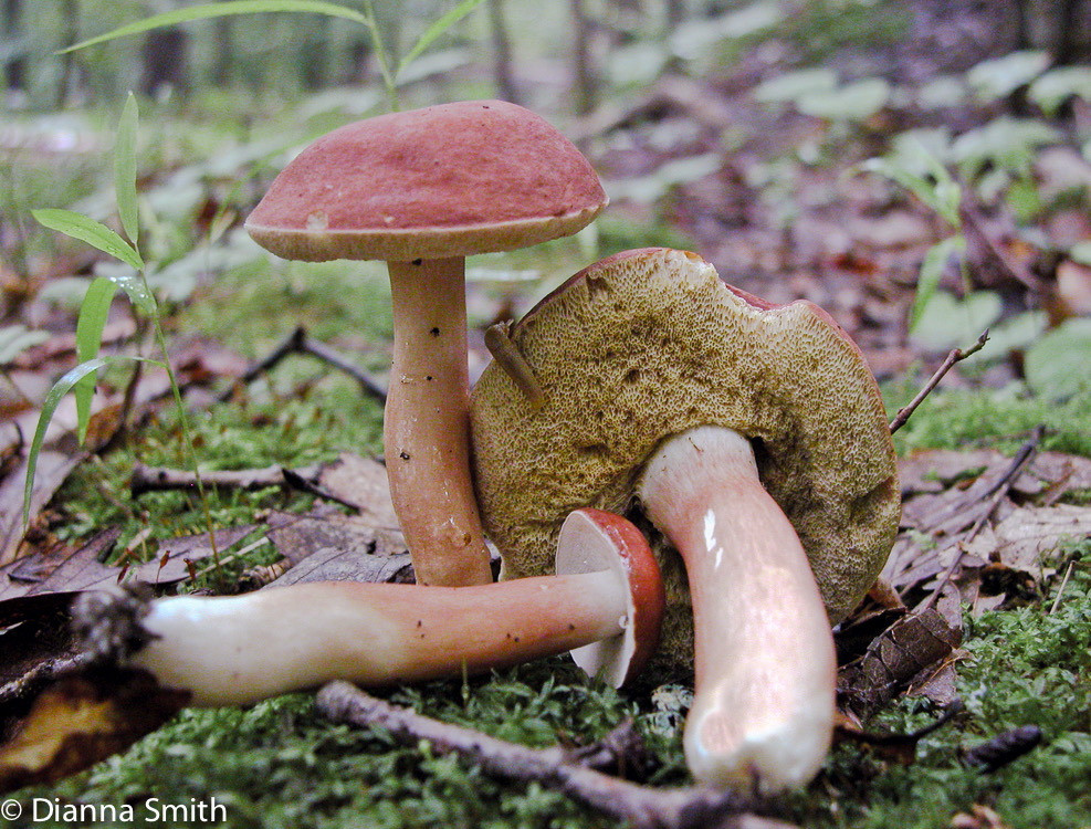 Xanthoconium purpureum5780