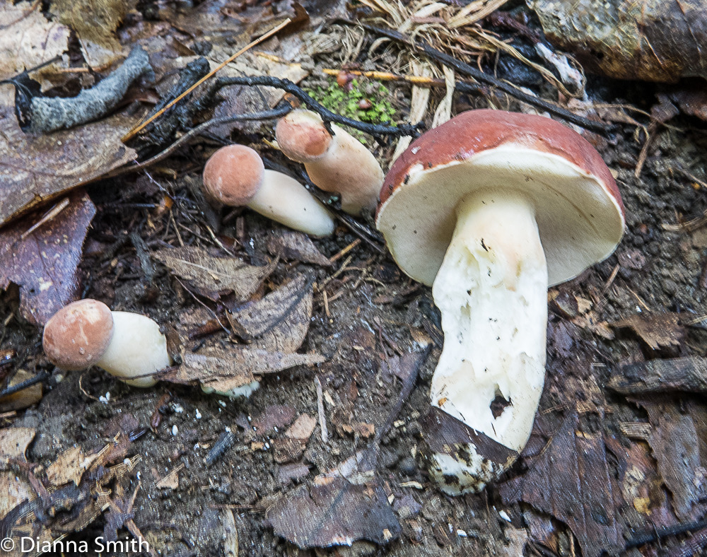Xanthoconium purpureum 1041
