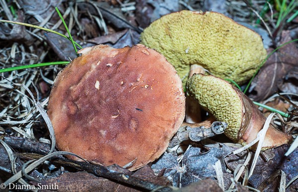 Xerocomus illudens 06487