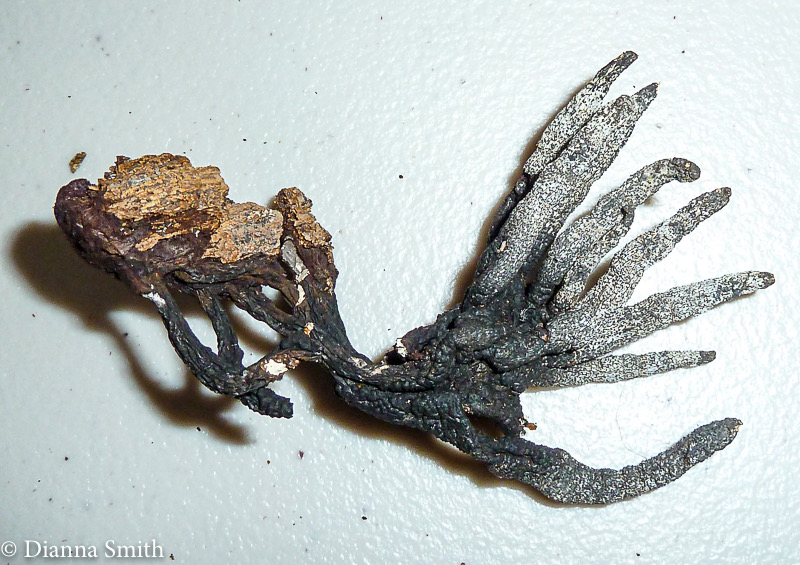 Xylaria hypoxylon1030372