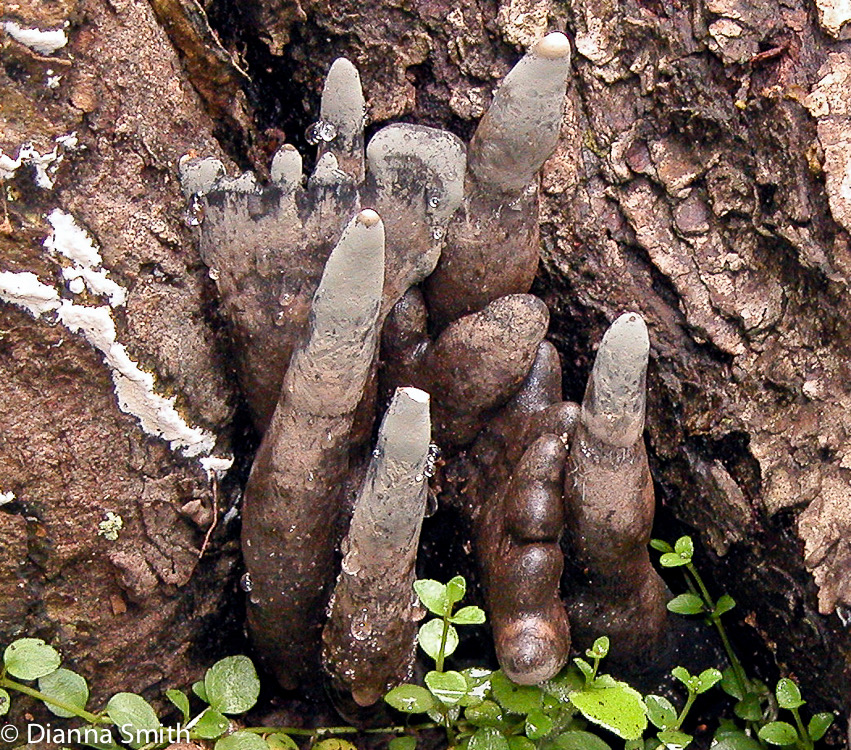 Xylaria polymorpha4137