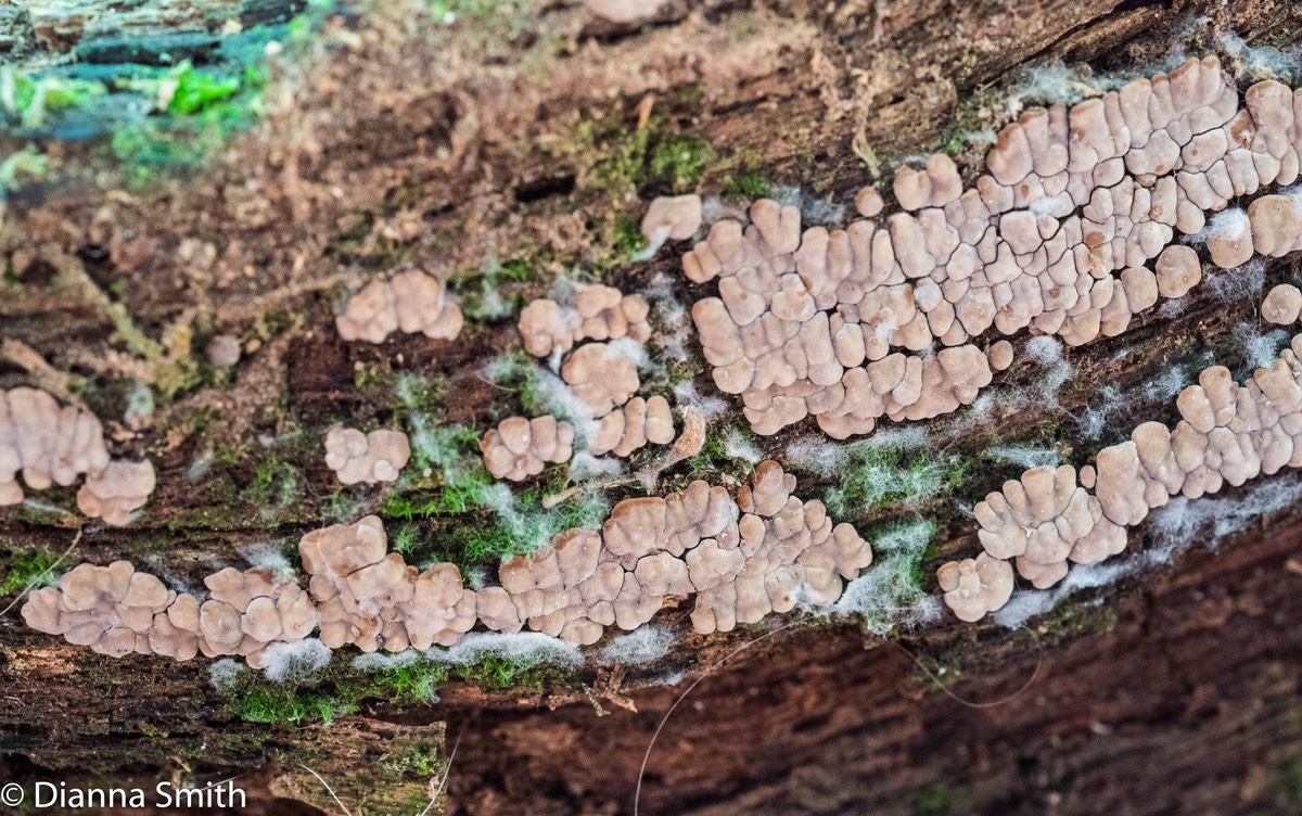 Xylobolus frustulatus 04888