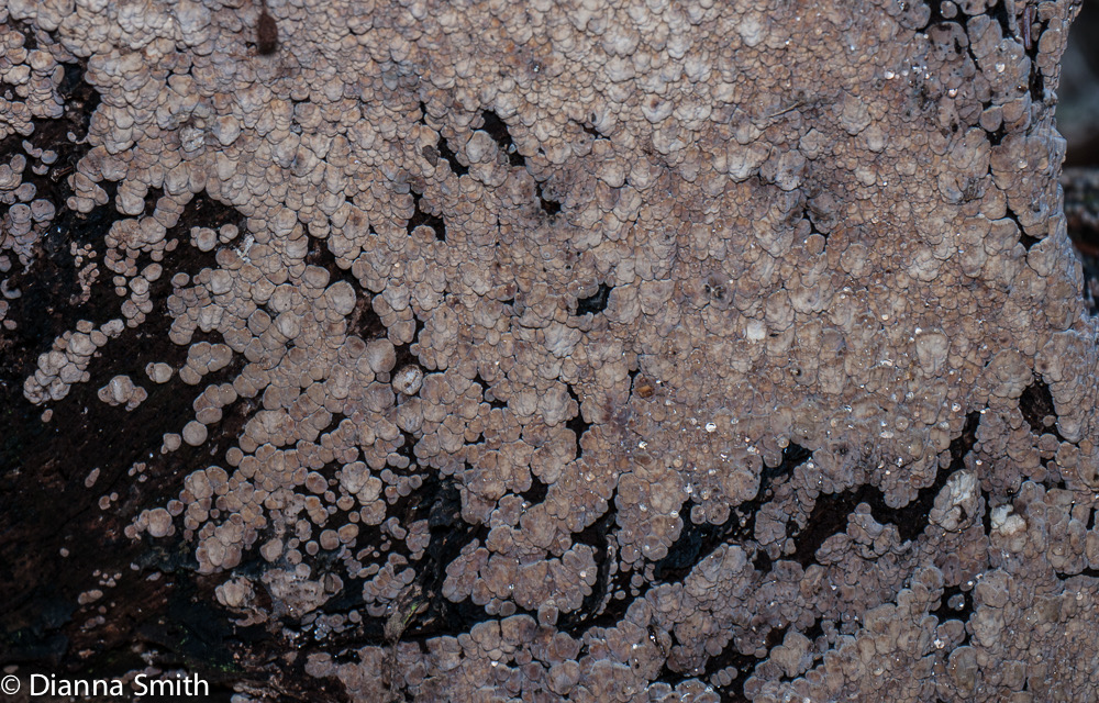 Xylobolus frustulatus1020754