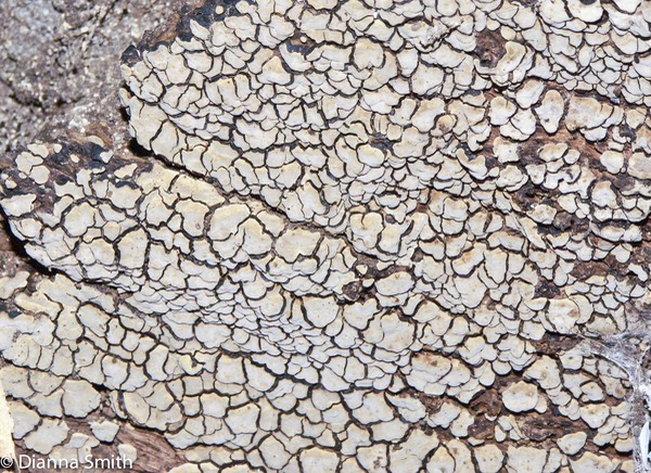 Xylobolus frustulatus5323