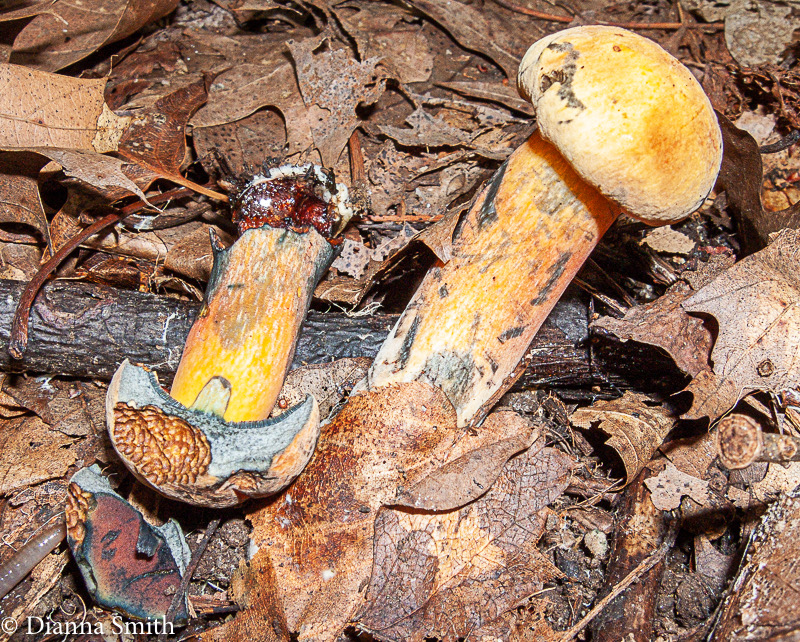 Yellow-orange cap and stem, Boletus red-pored , blue-black stains 9579